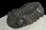 Bargain, Morocops Trilobite - Visible Eye Facets #120093-3